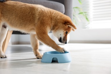 Photo of Cute Shiba Inu puppy eating dog food from feeding bowl on floor at home
