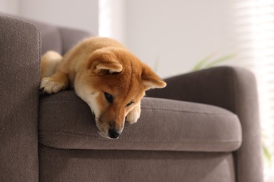 Photo of Cute Shiba Inu puppy on armchair at home, space for text