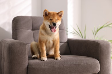 Photo of Cute Shiba Inu puppy on armchair at home, space for text