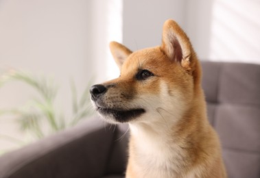 Photo of Cute Shiba Inu puppy on armchair at home