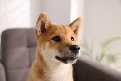 Photo of Cute Shiba Inu puppy on armchair at home