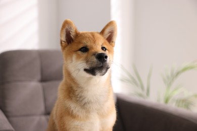 Photo of Cute Shiba Inu puppy on armchair at home