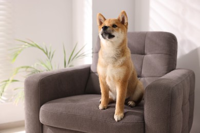 Photo of Cute Shiba Inu puppy on armchair at home, space for text