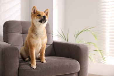 Photo of Cute Shiba Inu puppy on armchair at home, space for text