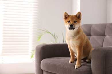 Photo of Cute Shiba Inu puppy on armchair at home, space for text