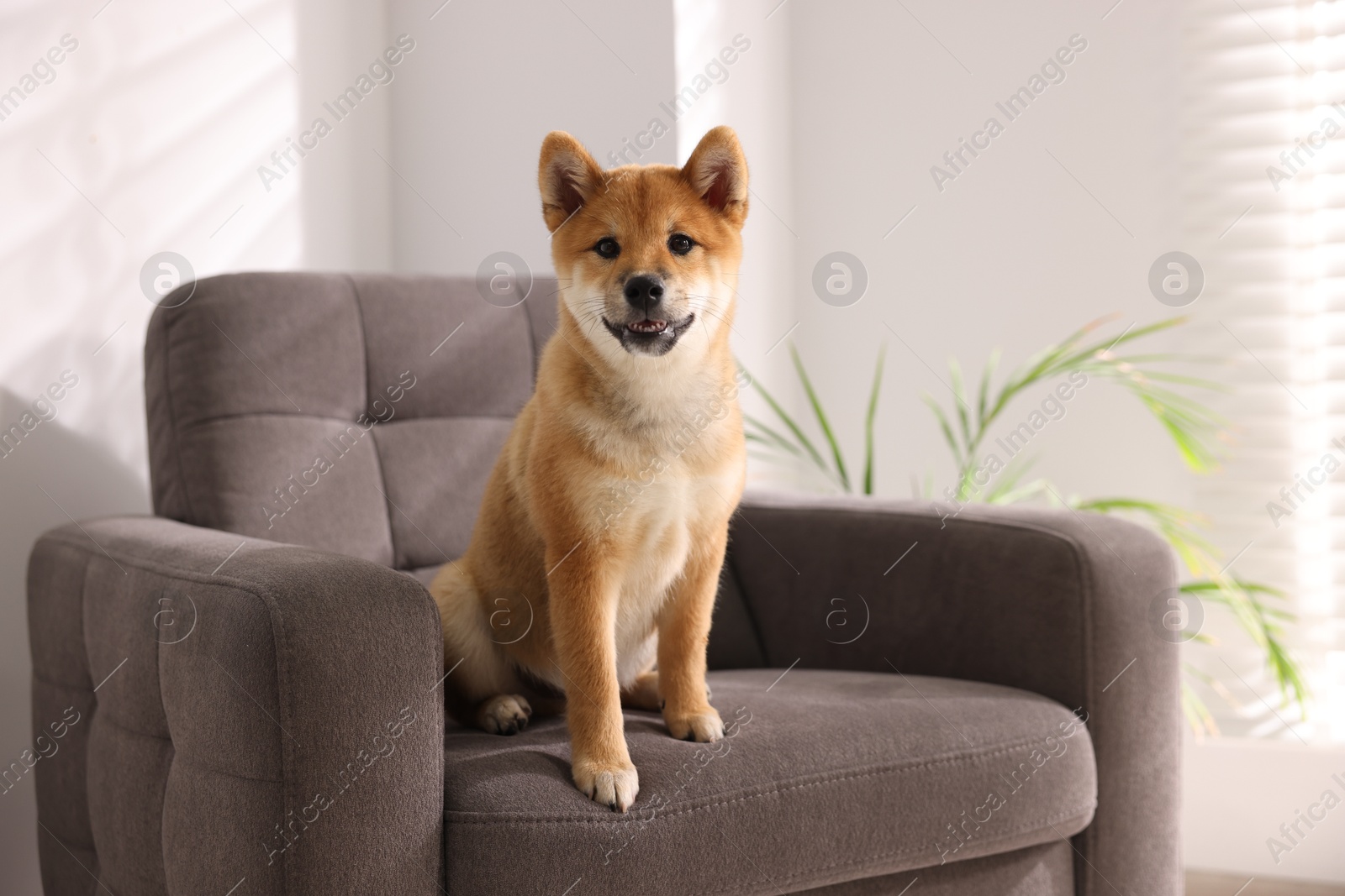 Cute Shiba Inu puppy on armchair at home, space for text Photo of Cute Shiba Inu puppy on armchair at home, space for text
