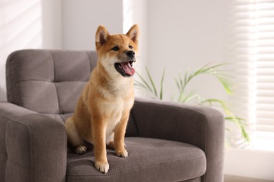 Photo of Cute Shiba Inu puppy on armchair at home, space for text