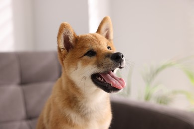 Photo of Cute Shiba Inu puppy on armchair at home