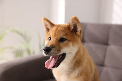 Photo of Cute Shiba Inu puppy on armchair at home