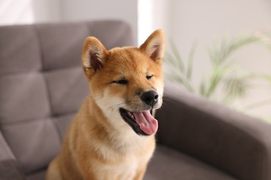 Photo of Cute Shiba Inu puppy on armchair at home