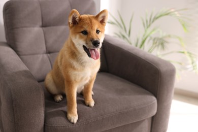 Photo of Cute Shiba Inu puppy on armchair at home, space for text