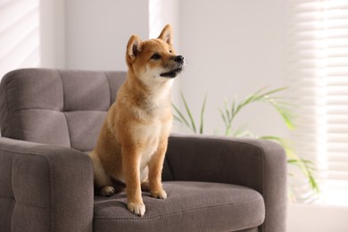 Photo of Cute Shiba Inu puppy on armchair at home, space for text