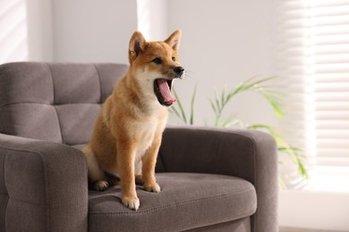 Photo of Cute Shiba Inu puppy on armchair at home, space for text