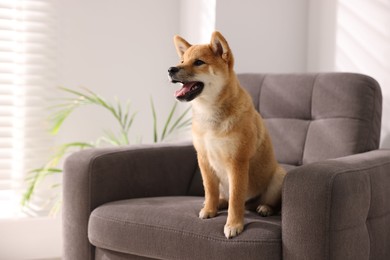 Photo of Cute Shiba Inu puppy on armchair at home, space for text