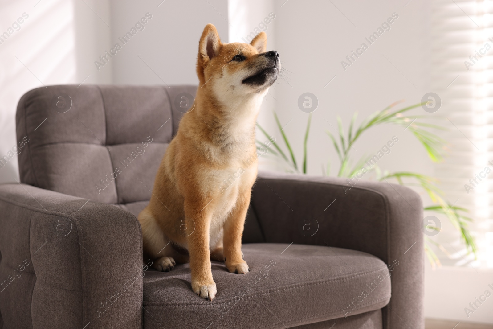 Cute Shiba Inu puppy on armchair at home, space for text Photo of Cute Shiba Inu puppy on armchair at home, space for text