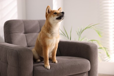 Photo of Cute Shiba Inu puppy on armchair at home, space for text