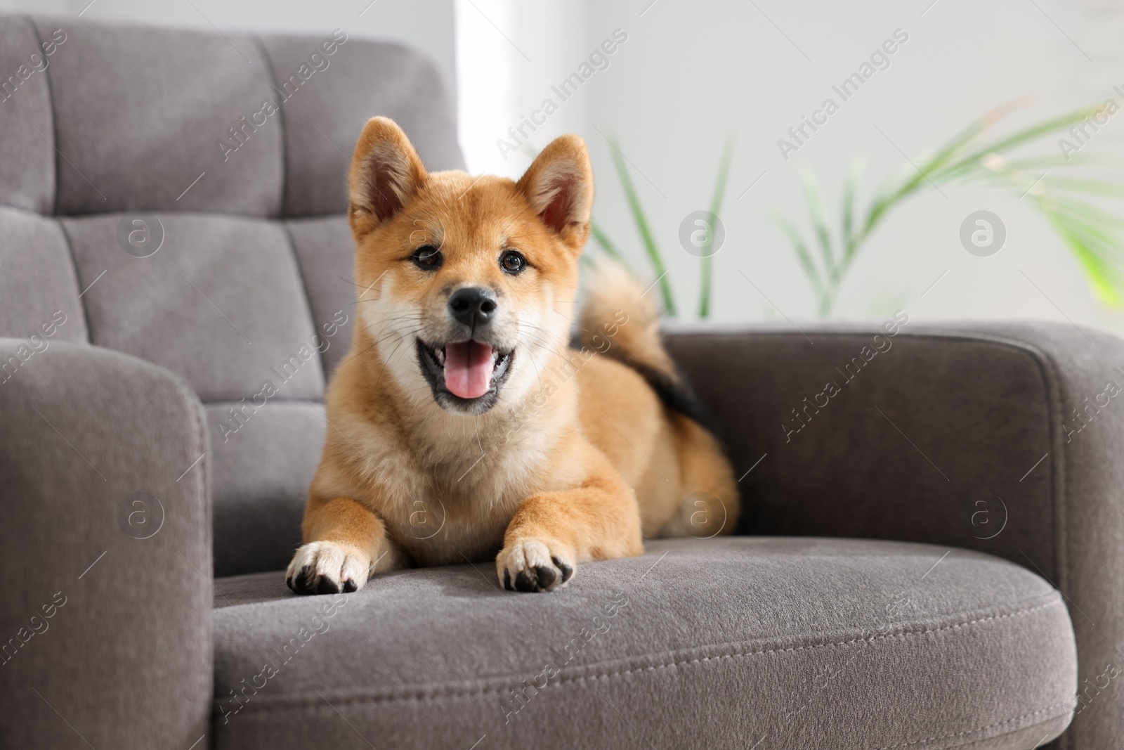 Photo of Cute Shiba Inu puppy on armchair at home