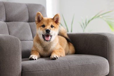 Photo of Cute Shiba Inu puppy on armchair at home