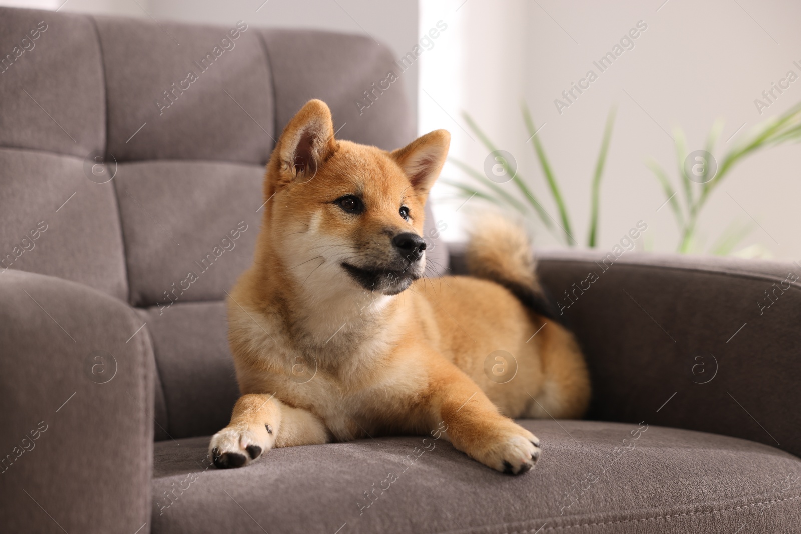 Photo of Cute Shiba Inu puppy on armchair at home