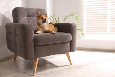 Photo of Cute Shiba Inu puppy on armchair at home, space for text