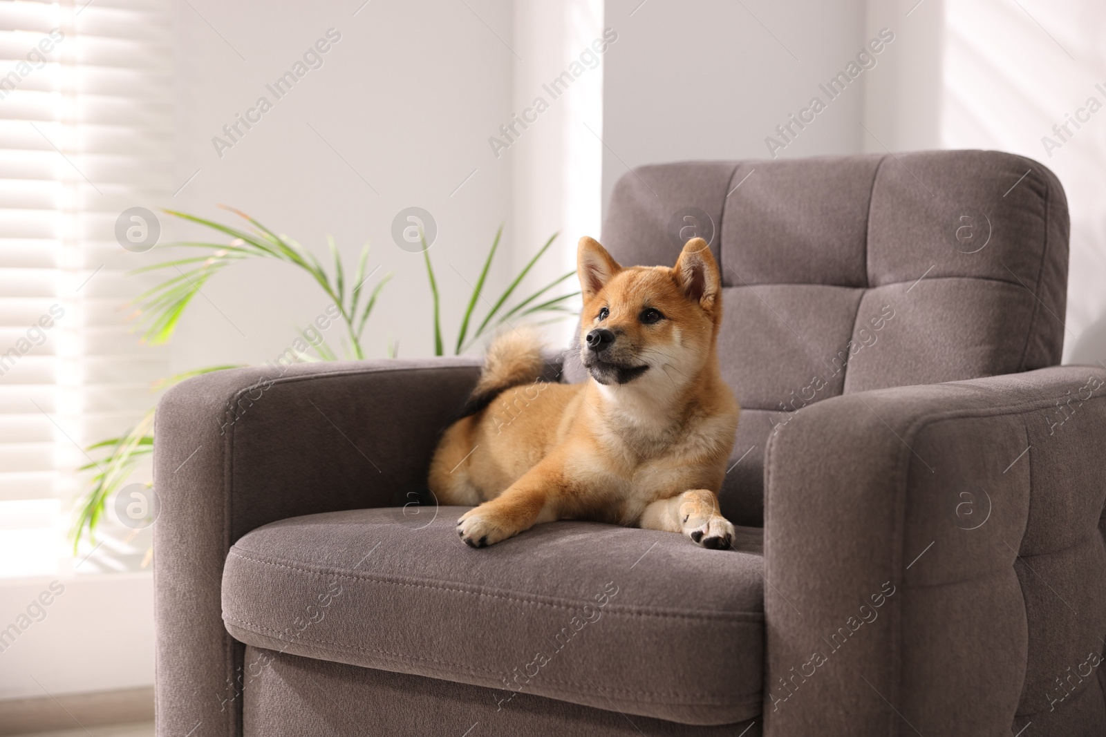 Photo of Cute Shiba Inu puppy on armchair at home