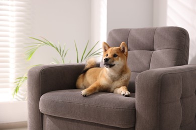 Photo of Cute Shiba Inu puppy on armchair at home