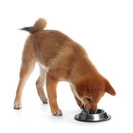 Photo of Cute Shiba Inu puppy eating dog food from feeding bowl on white background