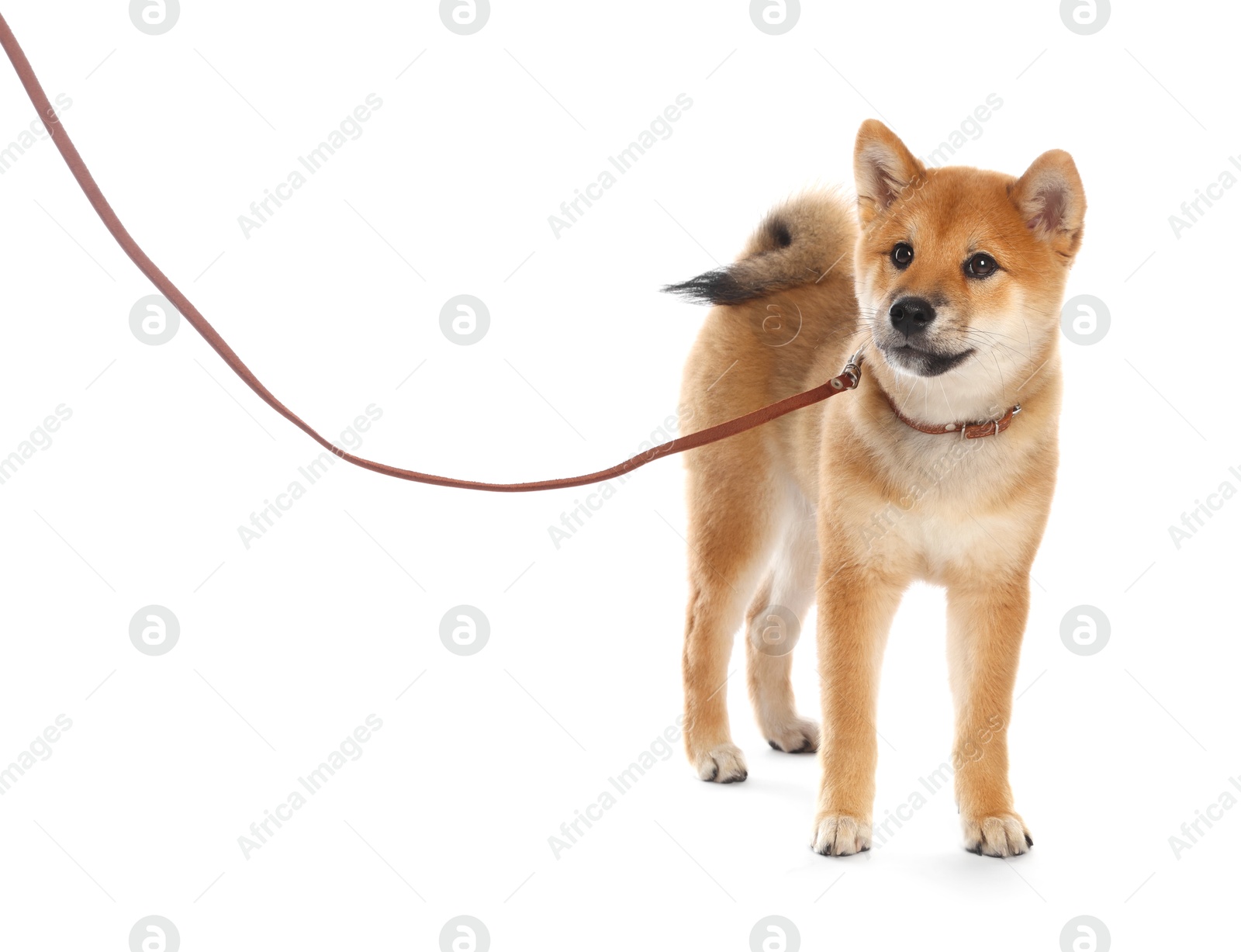 Cute Shiba Inu puppy with leash on white background Photo of Cute Shiba Inu puppy with leash on white background