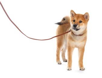 Photo of Cute Shiba Inu puppy with leash on white background