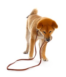 Photo of Cute Shiba Inu puppy with leash on white background