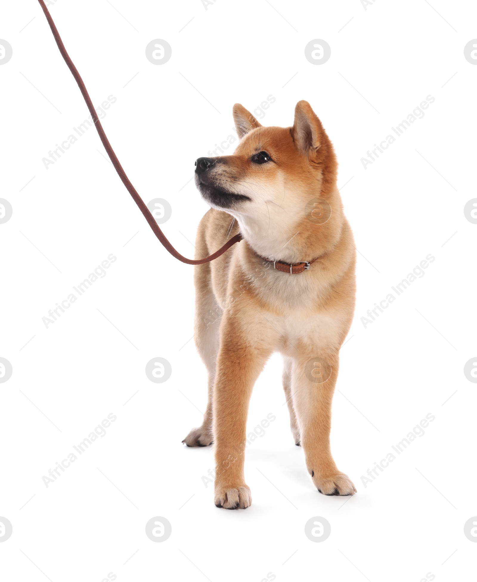 Cute Shiba Inu puppy with leash on white background Photo of Cute Shiba Inu puppy with leash on white background