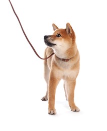 Photo of Cute Shiba Inu puppy with leash on white background