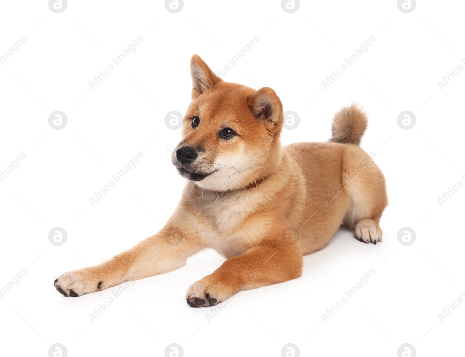 Cute Shiba Inu puppy with collar on white background Photo of Cute Shiba Inu puppy with collar on white background