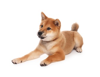 Photo of Cute Shiba Inu puppy with collar on white background