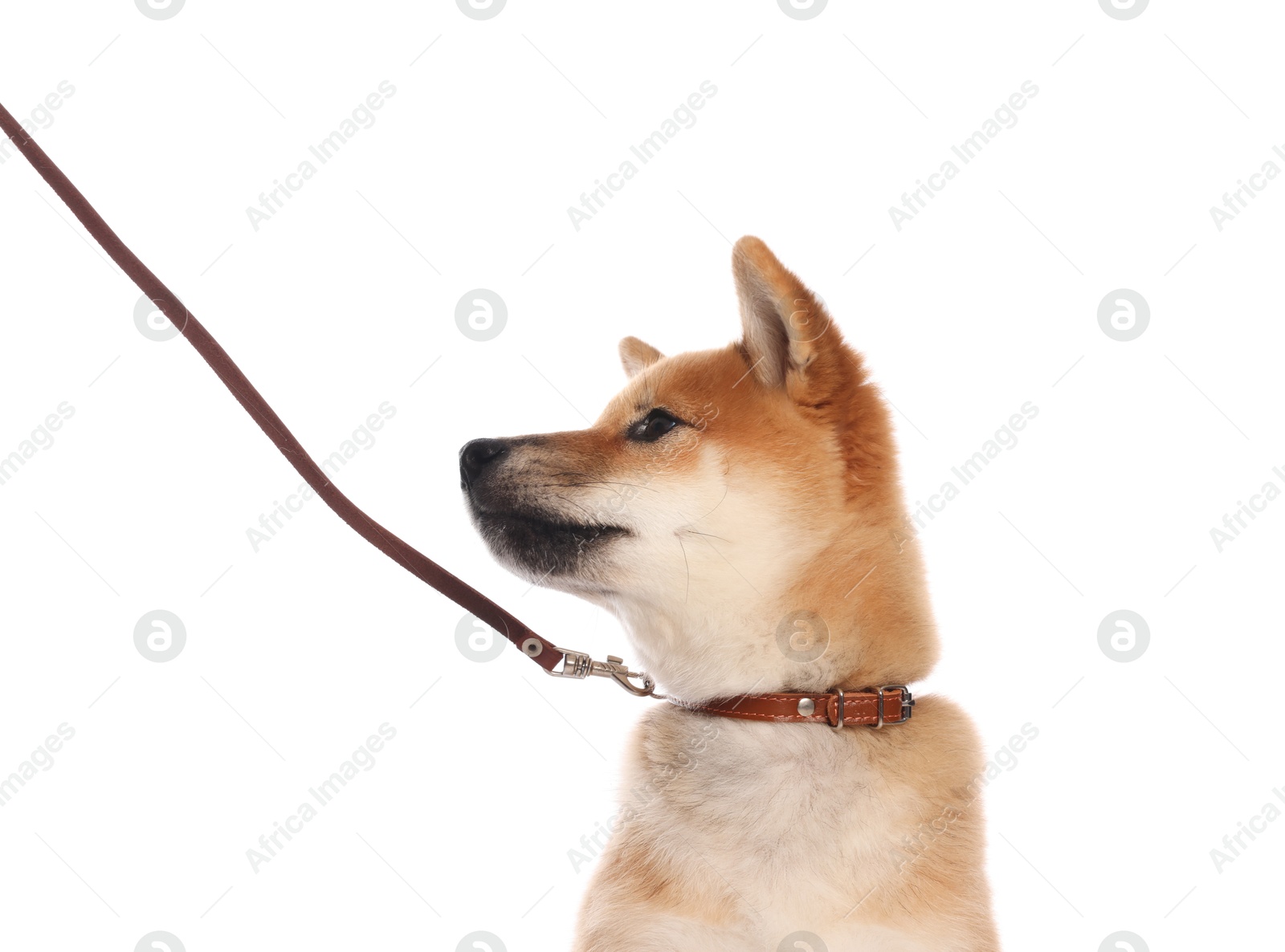 Cute Shiba Inu puppy with leash on white background Photo of Cute Shiba Inu puppy with leash on white background