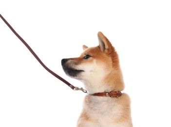 Photo of Cute Shiba Inu puppy with leash on white background