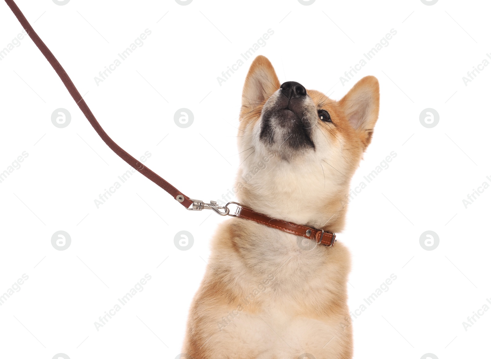Cute Shiba Inu puppy with leash on white background Photo of Cute Shiba Inu puppy with leash on white background