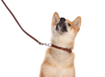 Photo of Cute Shiba Inu puppy with leash on white background
