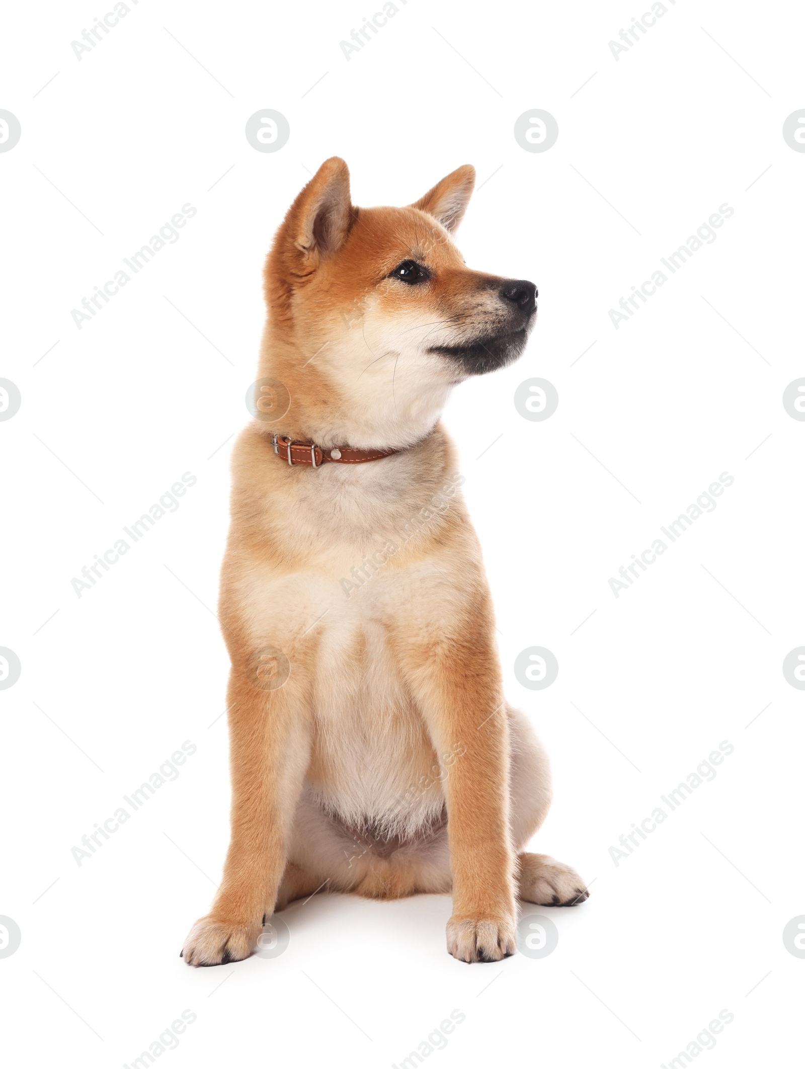 Cute Shiba Inu puppy with collar on white background Photo of Cute Shiba Inu puppy with collar on white background