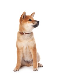 Photo of Cute Shiba Inu puppy with collar on white background
