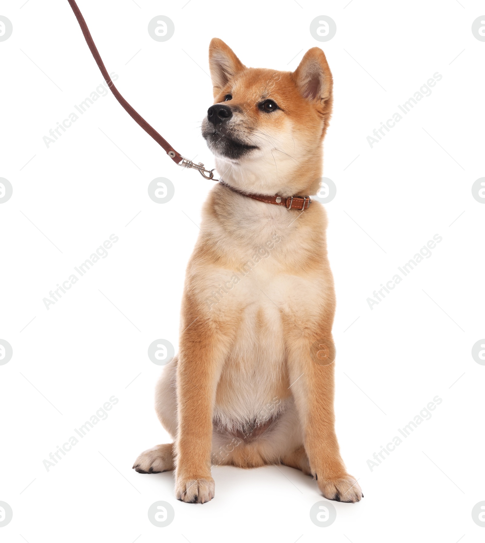 Cute Shiba Inu puppy with leash on white background Photo of Cute Shiba Inu puppy with leash on white background