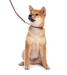 Photo of Cute Shiba Inu puppy with leash on white background