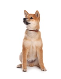 Photo of Cute Shiba Inu puppy with collar on white background