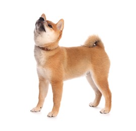 Photo of Cute Shiba Inu puppy with collar on white background