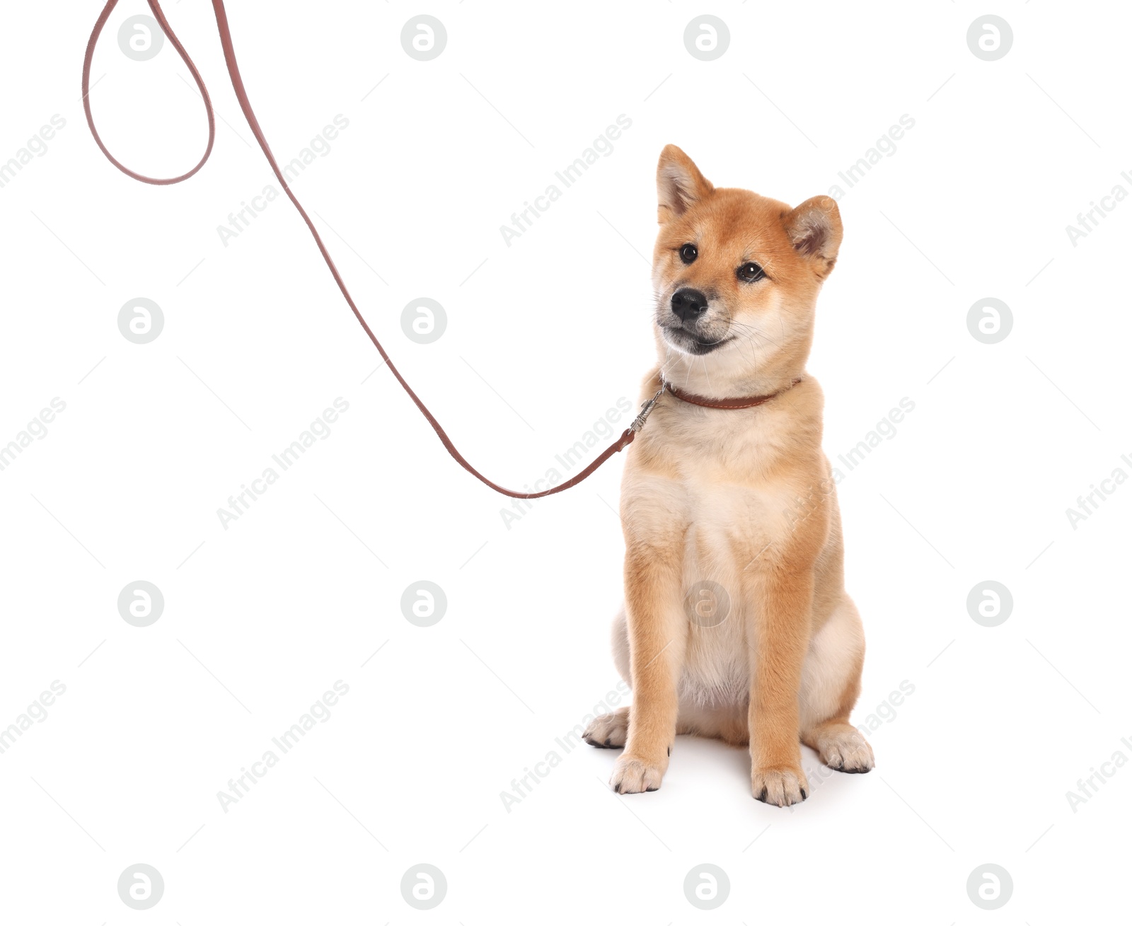 Photo of Cute Shiba Inu puppy with leash on white background