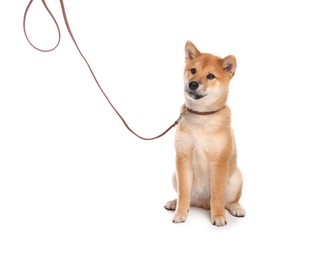 Photo of Cute Shiba Inu puppy with leash on white background