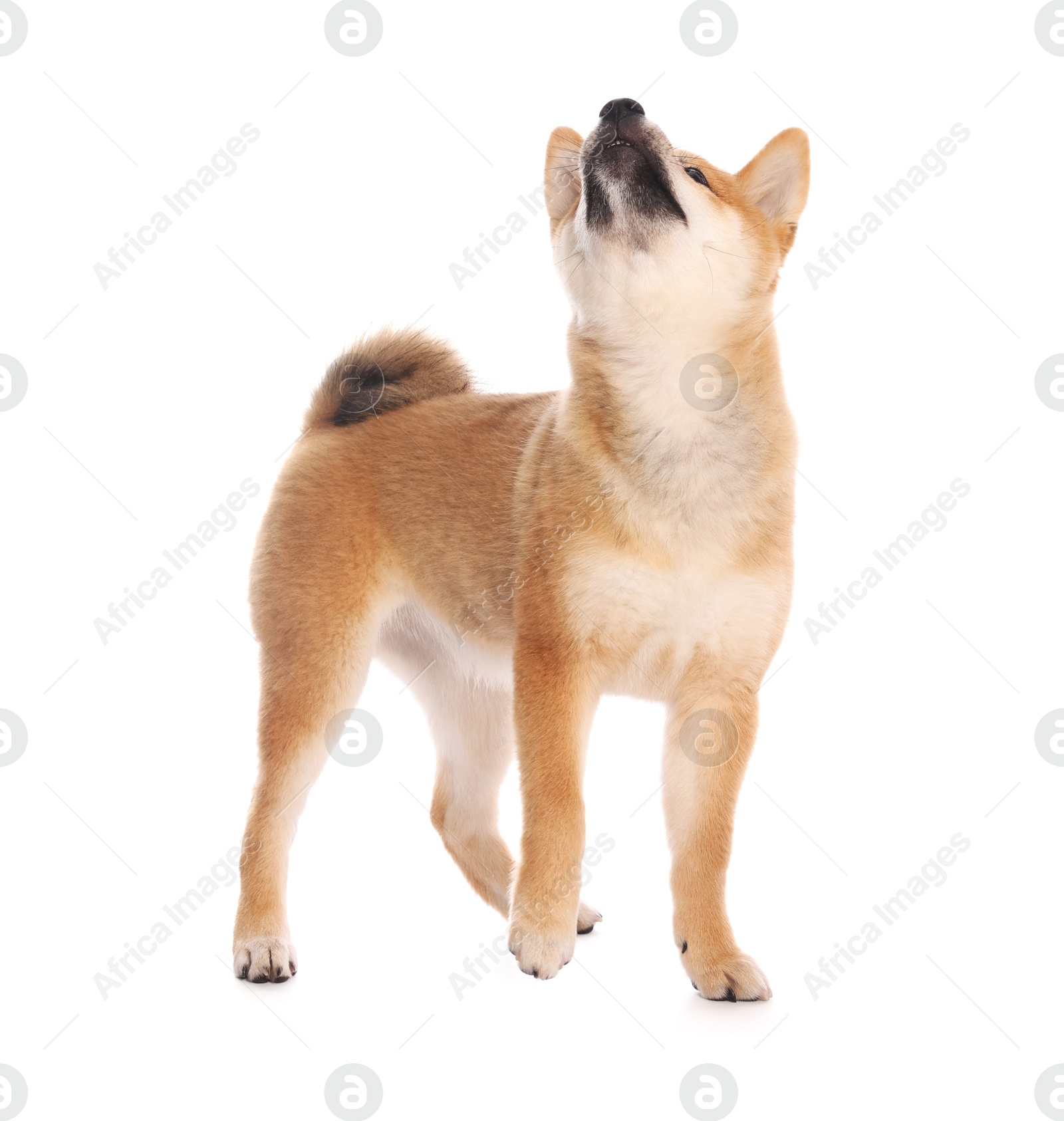 Cute Shiba Inu puppy on white background Photo of Cute Shiba Inu puppy on white background