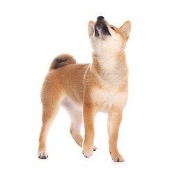 Photo of Cute Shiba Inu puppy on white background