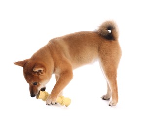 Photo of Cute Shiba Inu puppy playing with chew toy on white background