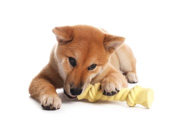 Photo of Cute Shiba Inu puppy playing with chew toy on white background